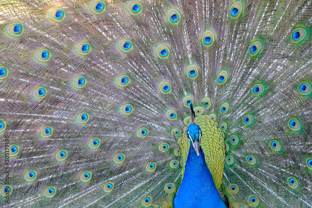 Obraz premium peacock with feathers