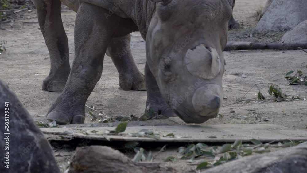 Close up of a young black rhino playing with a wooden board on the ground.
