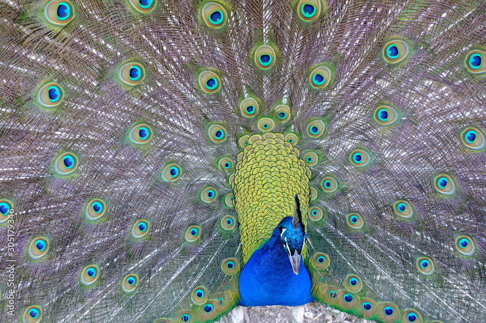 Obraz premium peacock with feathers