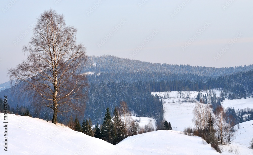 Mountain landscape with snowy forest