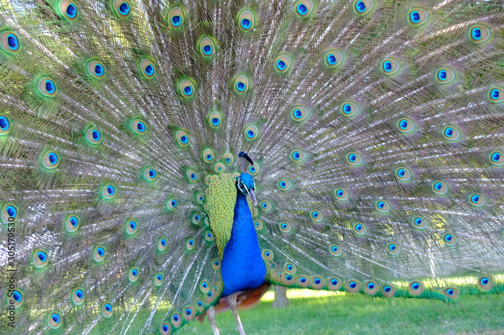 Obraz premium peacock with feathers