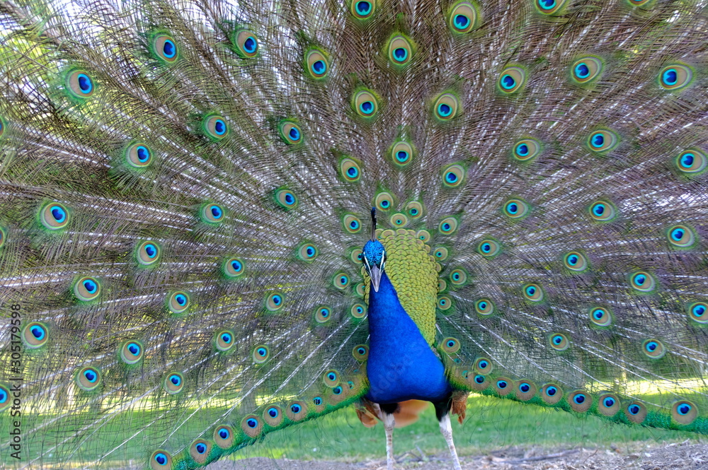 Obraz premium peacock with feathers