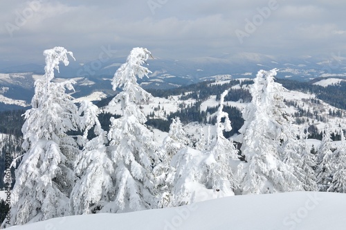 Coniferous forest covered with snow in mountains