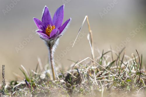 Anemone pulsatile in flower on the plateau of the Vercors Sud, France
