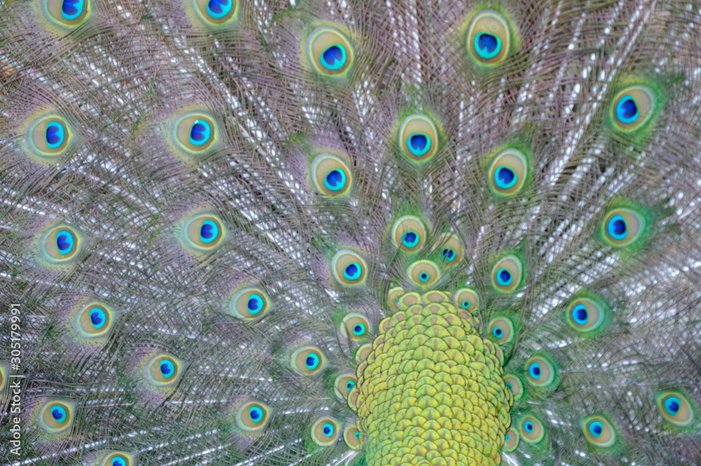 Fototapeta premium peacock with feathers