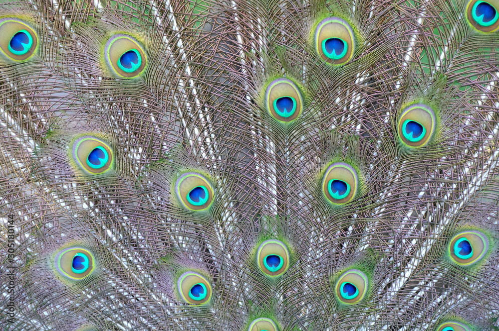 Obraz premium peacock with feathers