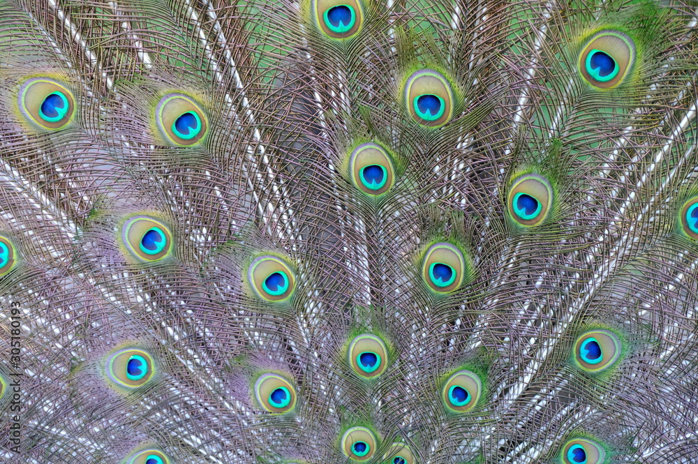 Obraz premium peacock with feathers