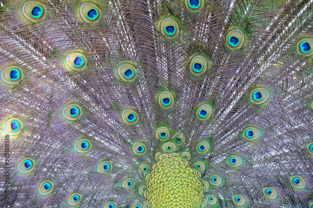 Obraz premium peacock with feathers