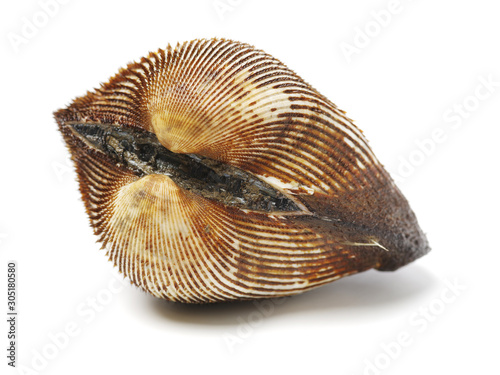 Fresh raw sea cockles clams display for sale isolated on a white background