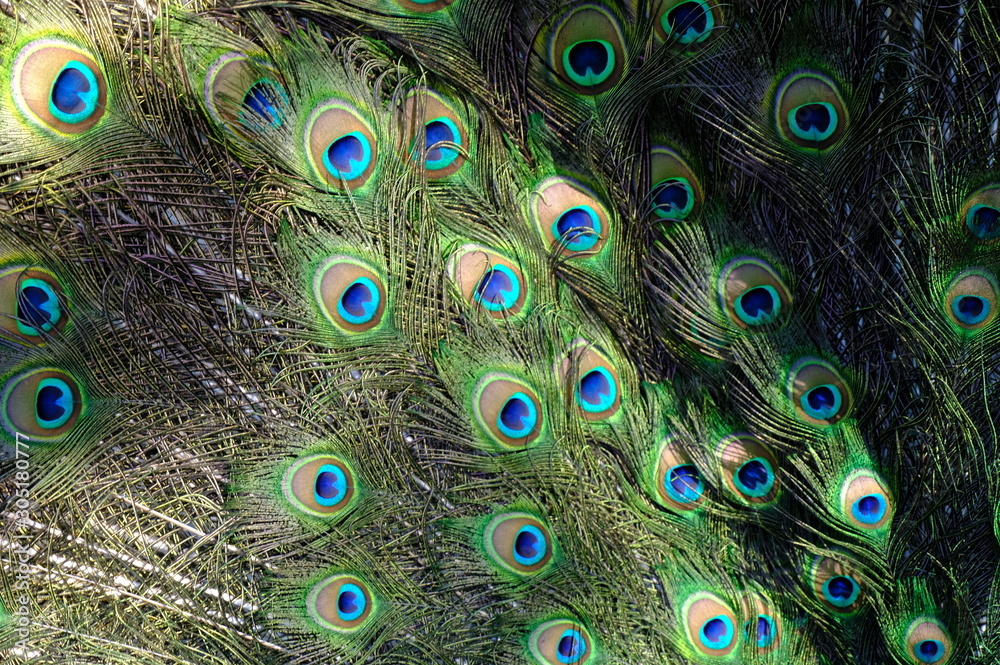 Fototapeta premium peacock with feathers