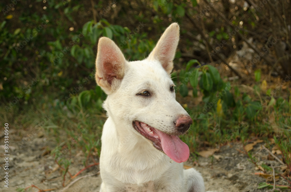 Dogs that are breathing strong because of hot weather