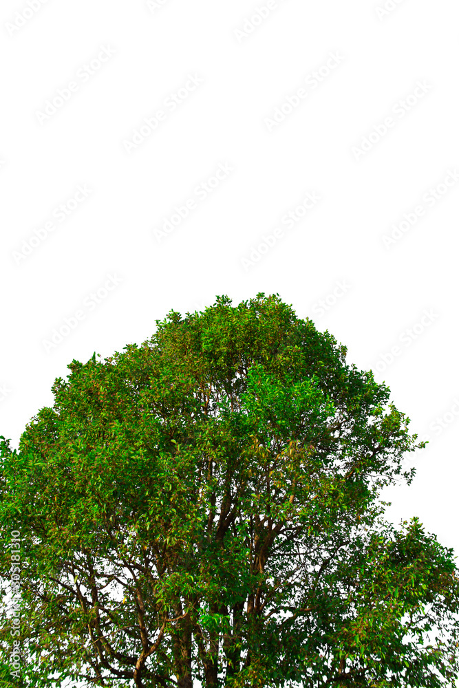 Obraz premium Isolated tree on white background