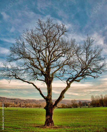 Arbre isolé à Villereversure, France photo