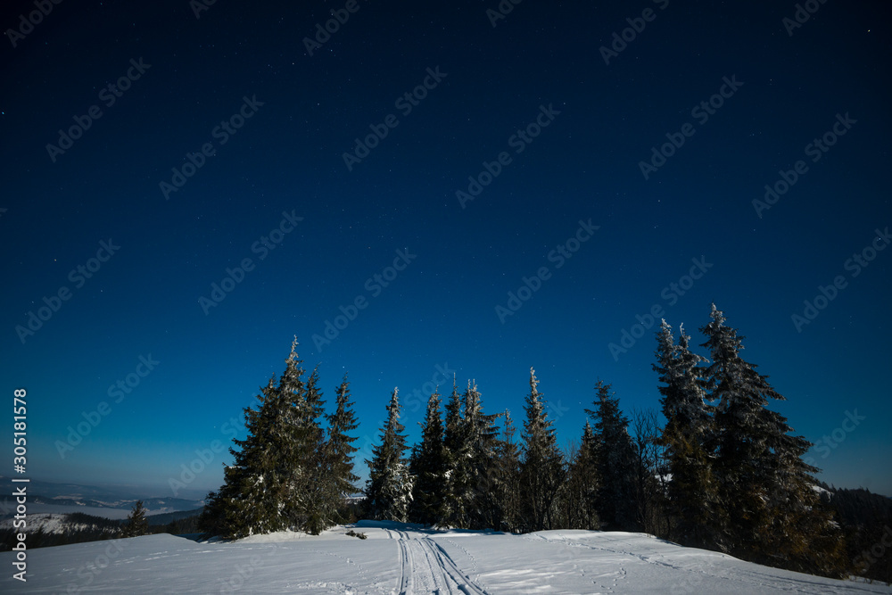 Bewitching magical landscape of snowy tall fir