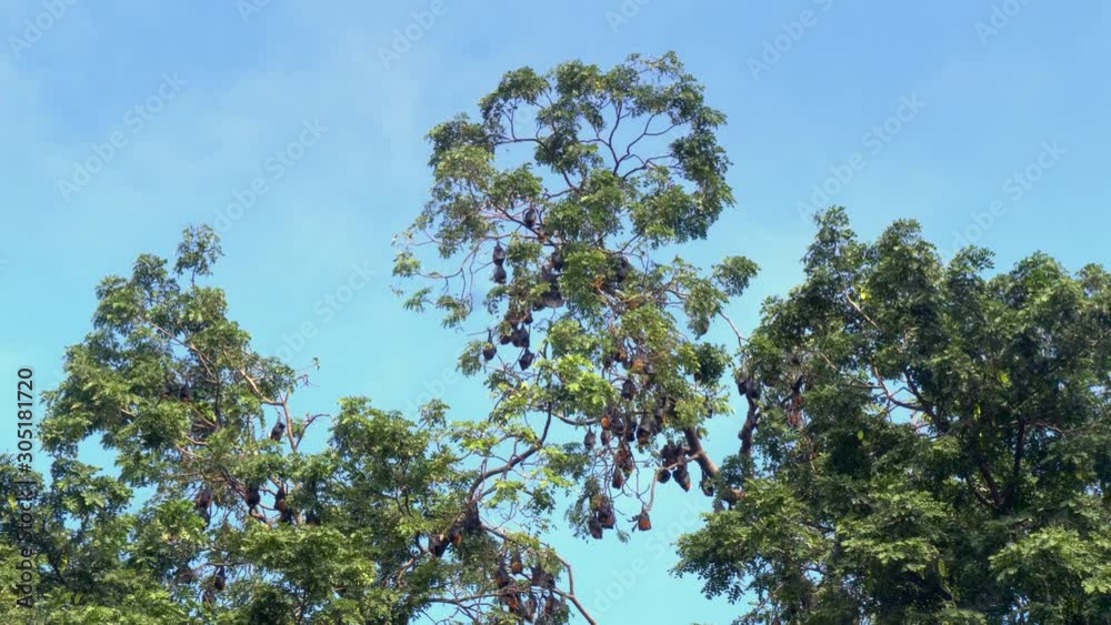 Colony of bats hanging out upside down in trees Colony of bats hanging out upside down in trees