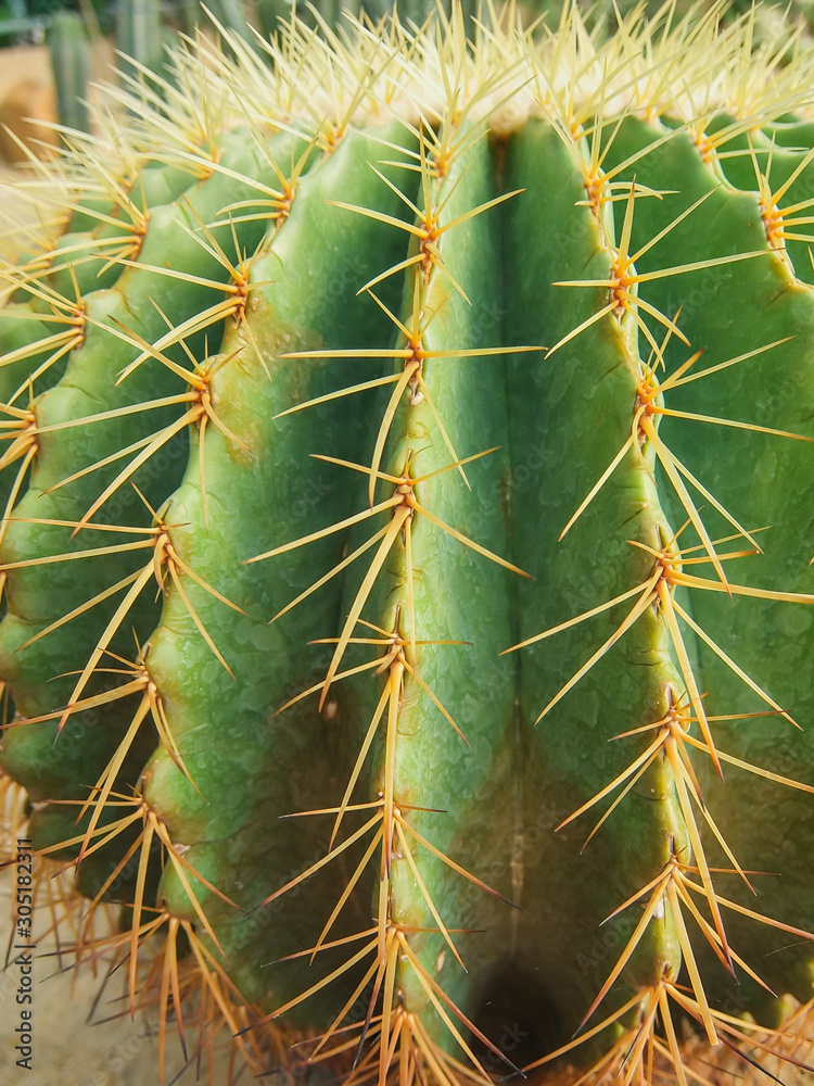 Echinocactus grusonii tree in gardening Echinocactus grusonii tree in gardening