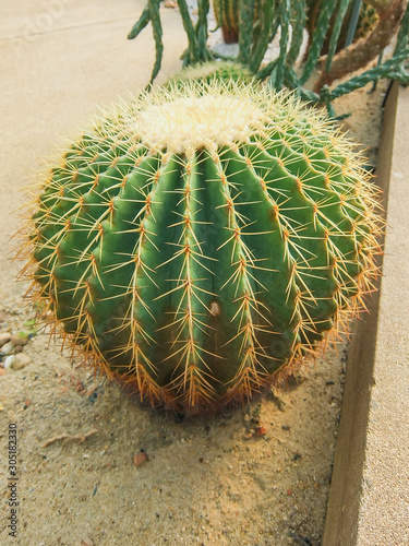 Echinocactus grusonii tree in gardening