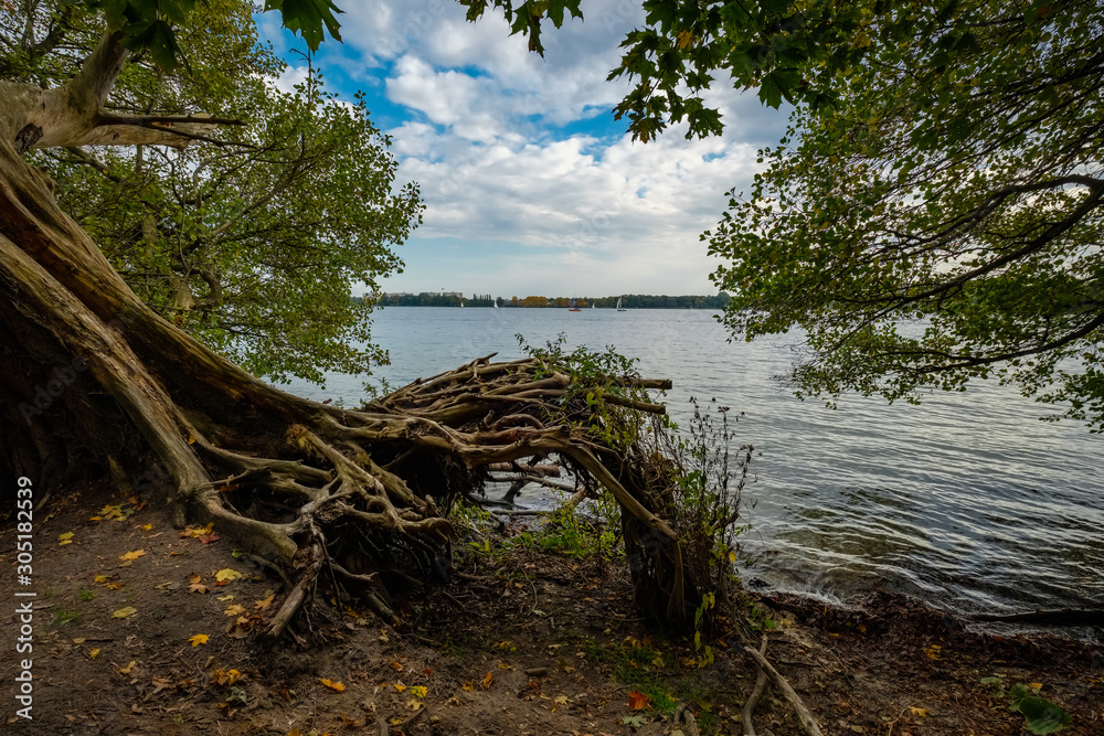 Freiliegendes Wurzelwerk eines umgestürzten Baumes am Ufer des herbstlichen Tegeler Sees