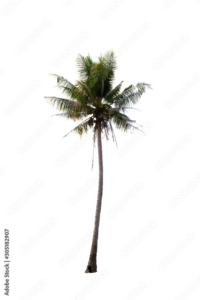 Isolated tree on white background Isolated tree on white background
