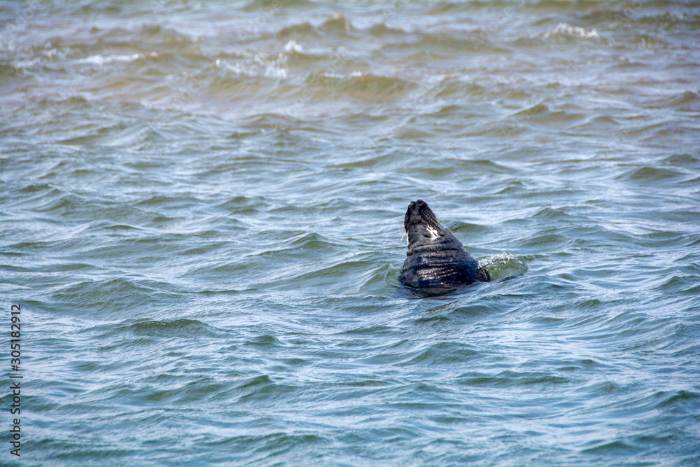 Fototapeta premium wild Seals on the beach
