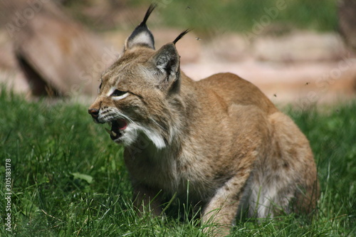 luchs photo