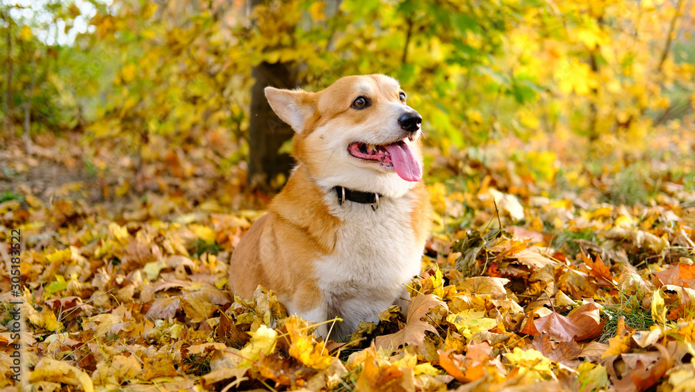 funny corgi dog portrait in autumn park