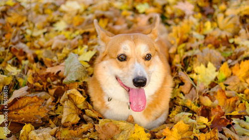funny corgi dog portrait in autumn park