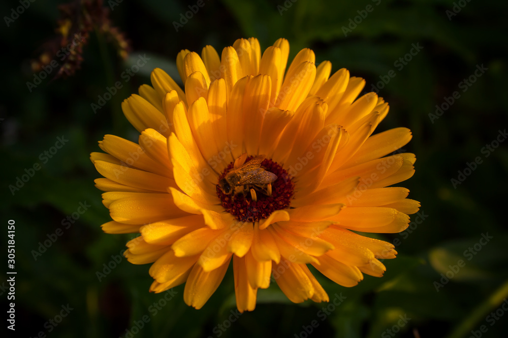 biene auf blume biene auf blume