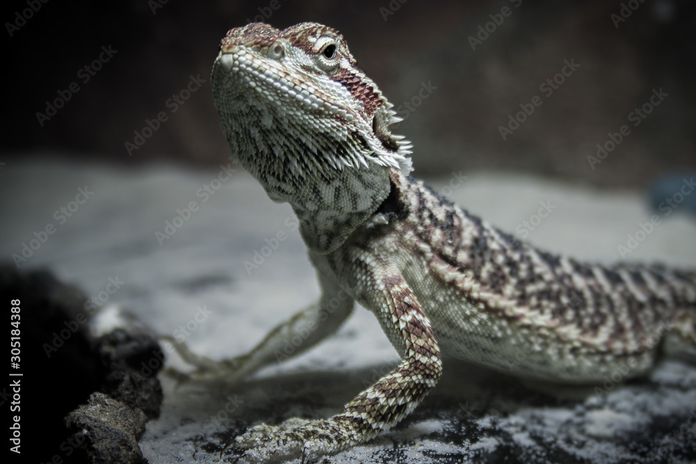 Obraz premium bearded dragon