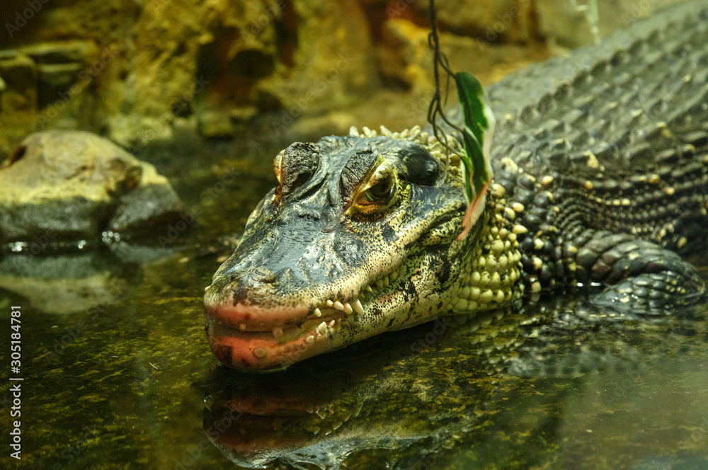 Crocodiles bask in the sun, lie on the sand, eat and frolic. Crocodile Farm. Breeding crocodiles. Crocodile sharp teeth