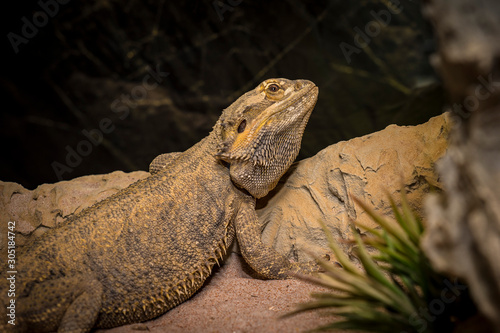Bearded dragon lizard iguana close up portrait on natural background