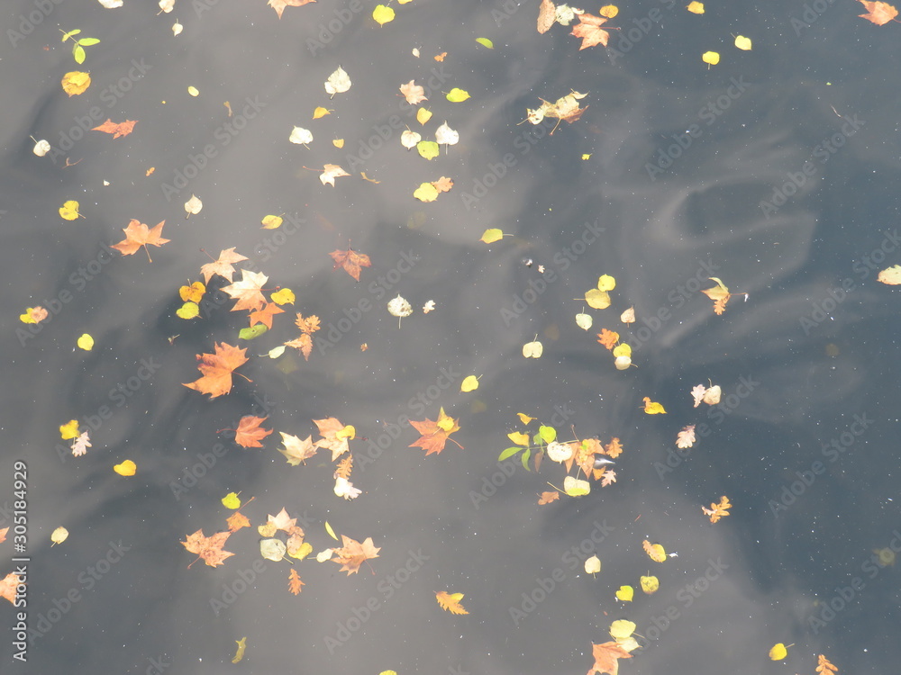 Leaves floating over the lake Leaves floating over the lake