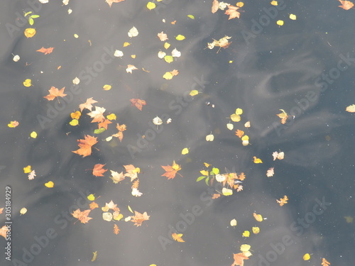 Leaves floating over the lake
