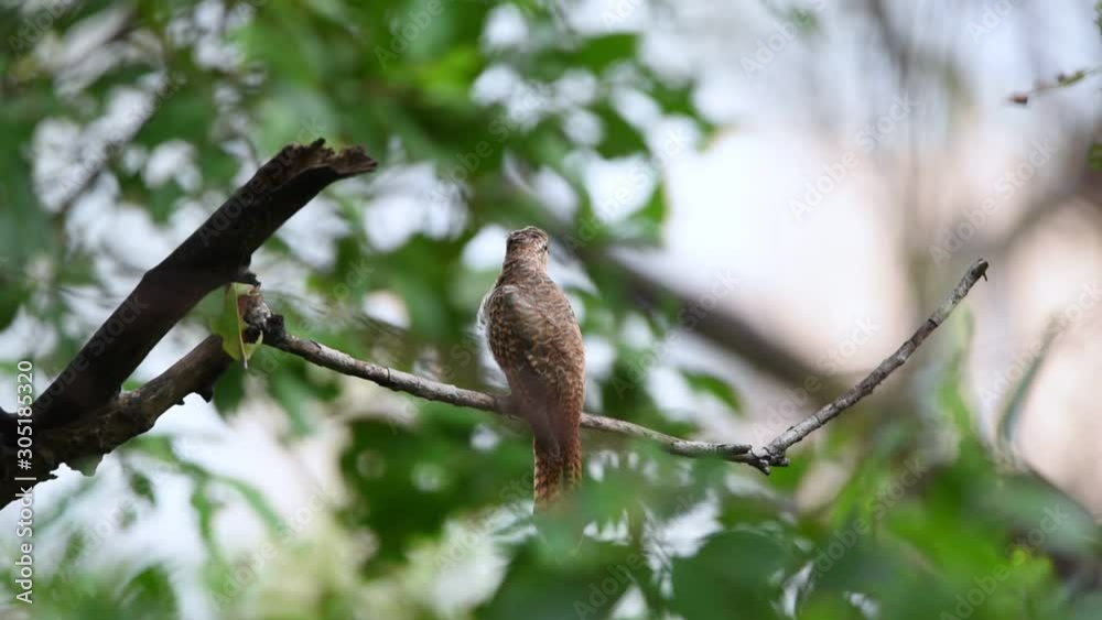 Bird (Plaintive Cuckoo, Cacomantis merulinus) black, yellow, brown and orange color perched on a tree in a nature wild Bird (Plaintive Cuckoo, Cacomantis merulinus) black, yellow, brown and orange color perched on a tree in a nature wild