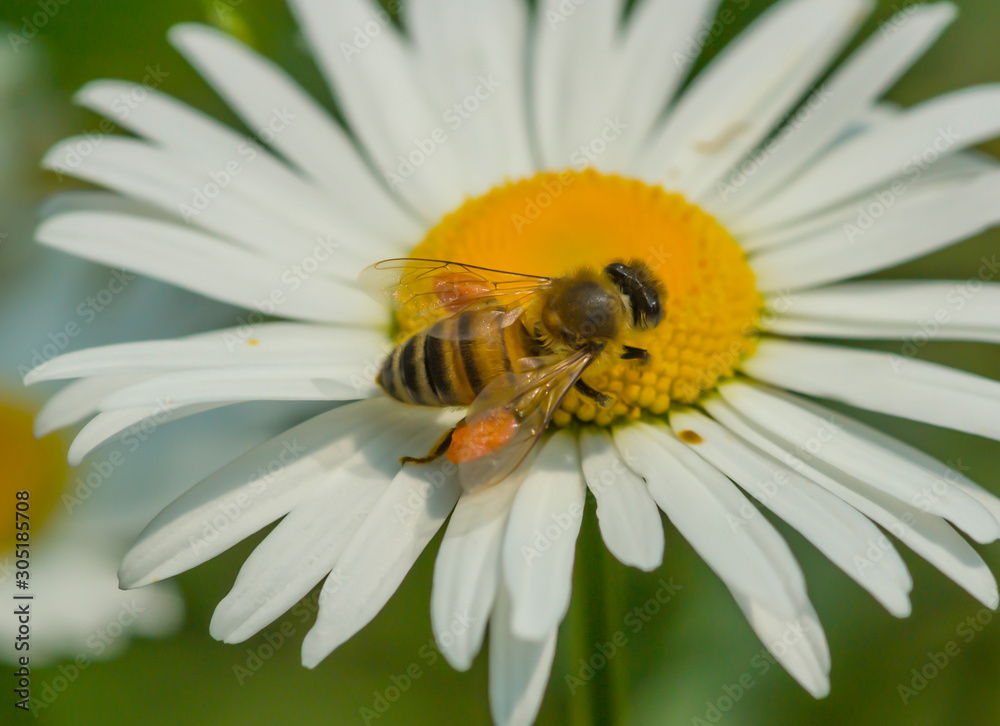 bee on flower.  honey bee on a camomile flower. honey garden. beneficial insects. useful flowers and herbs. natural honey