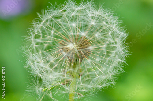 transparent dandelions on a green background. fluffy dandelion. beneficial plants. wildflowers. spring park