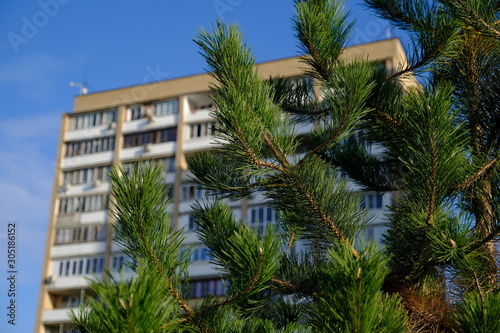 spruce on the background of a multi-storey residential building © ALEKSANDR