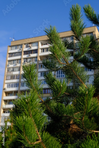 spruce on the background of a multi-storey residential building