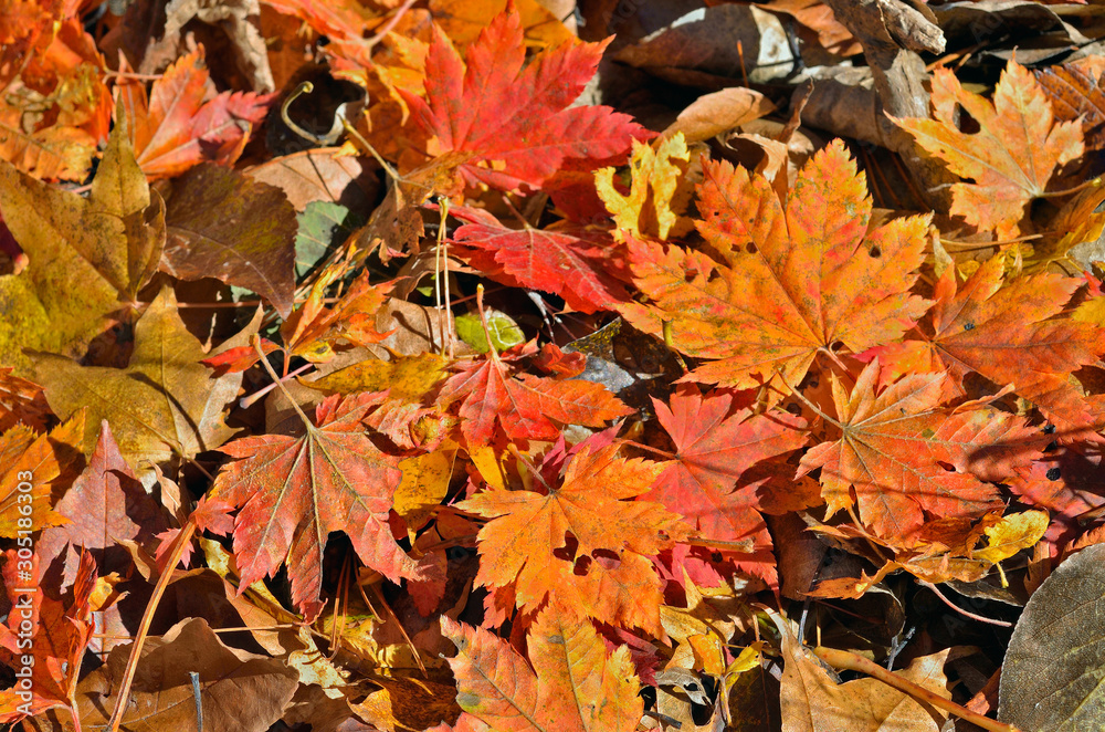 Autumn leaves on water 2