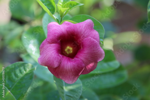 Allamanda blanchetii or purple allamanda flower with green leaves in the garden.It is a flowering plant in the family Apocynaceae.Native to Brazil.Ornamental plant also called red bell. A close up.