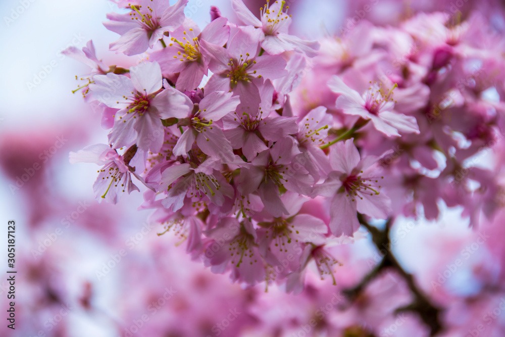 spring blossom in beatuful united kingdom