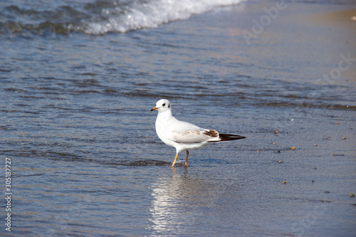 beautiful white Seagull stands on the beach