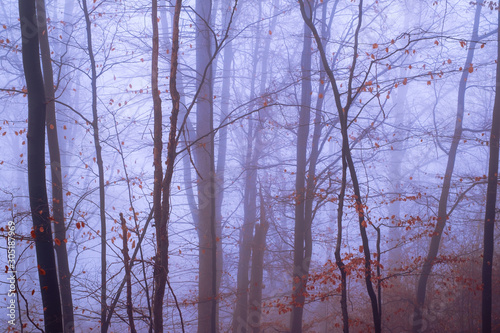 Early morning in the beech forest with fog, Cindrel mountains, Romania