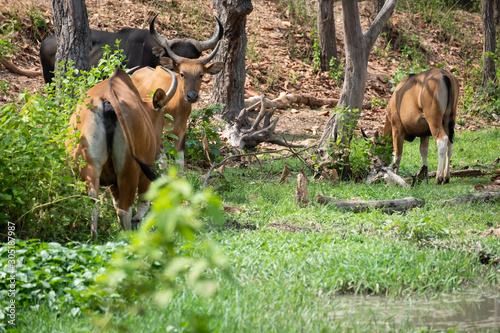 banteng photo