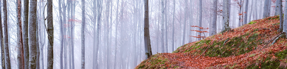 Fototapeta premium Early morning in the beech forest with fog, Cindrel mountains, Romania