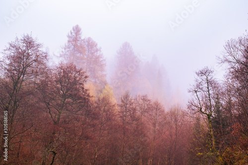 Tableau sur toile Early morning in the beech forest with fog, Cindrel mountains, Romania