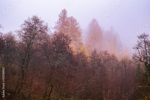 Early morning in the beech forest with fog  Cindrel mountains  Romania