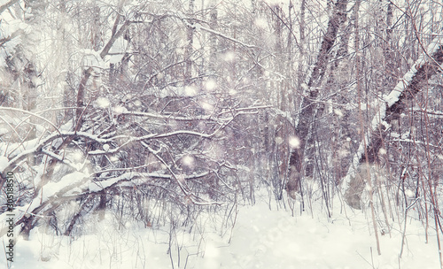 Winter forest landscape. Tall trees under snow cover. January frosty day in the park.