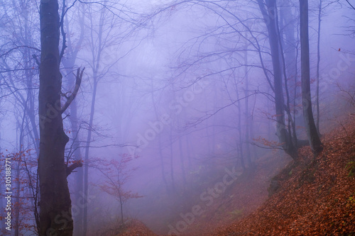Wallpaper Mural Early morning in the beech forest with fog, Cindrel mountains, Romania Torontodigital.ca