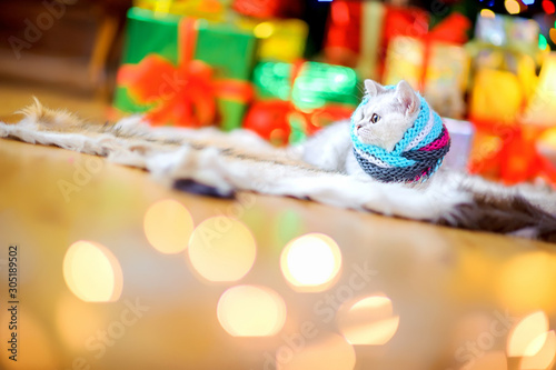 Cute little cat lies on the floor against the background of bright festive lights. Christmas and New Year